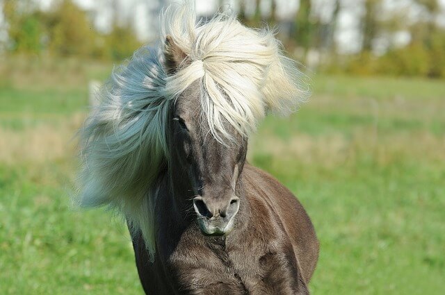 différence poney cheval