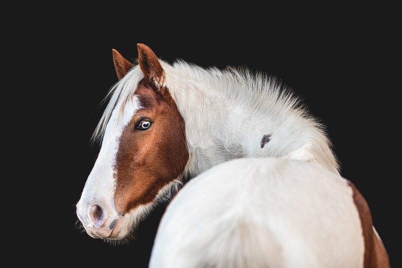 poney pottok